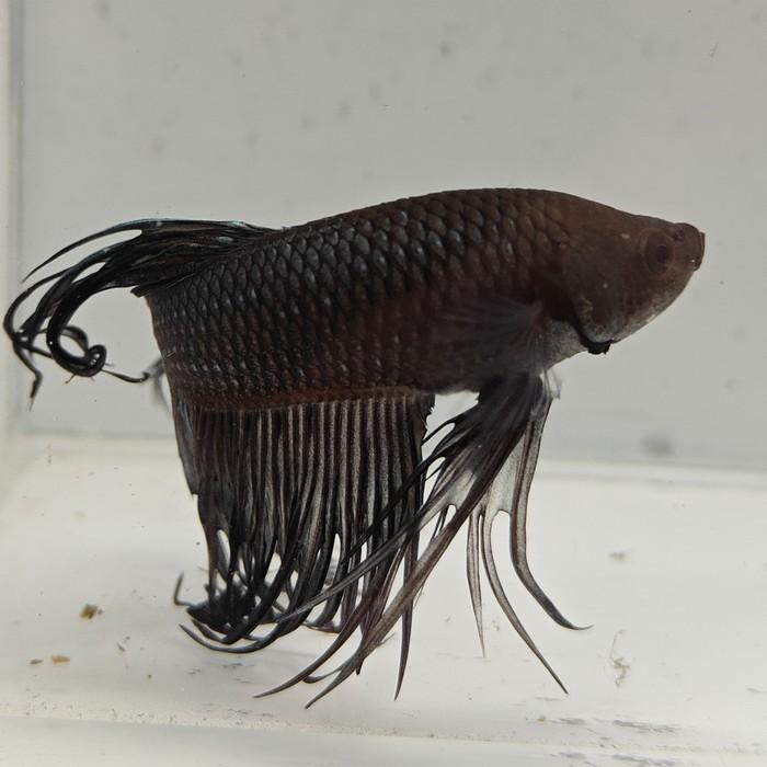 betta splendens man
