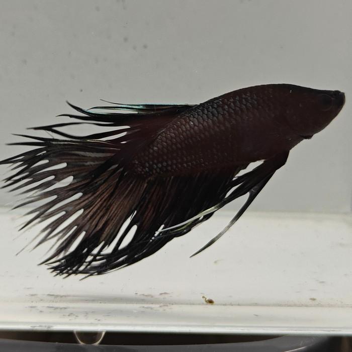 betta splendens man