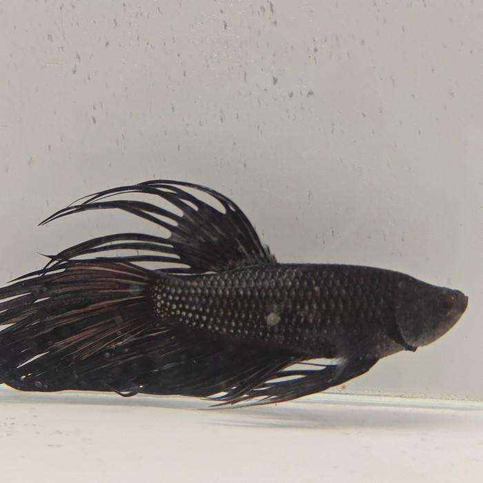 betta splendens man
