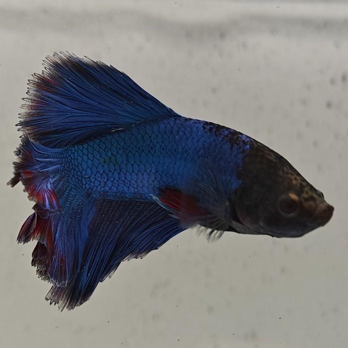 betta splendens man