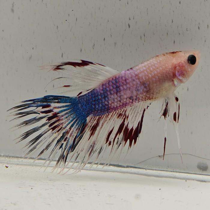 betta splendens man
