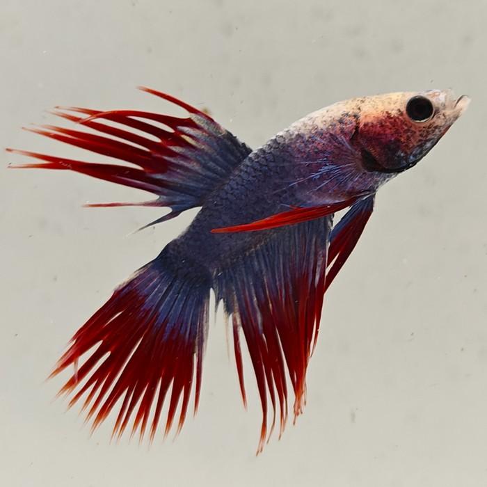 betta splendens man