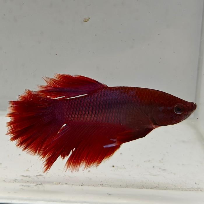 betta splendens man