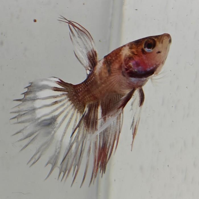 betta splendens man