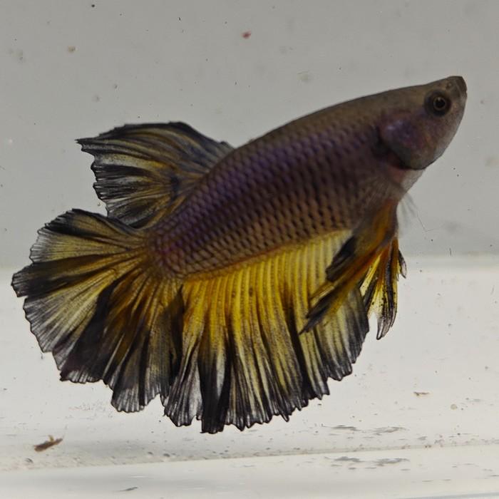 betta splendens man