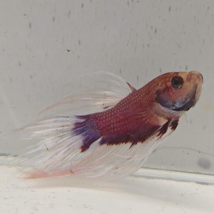 betta splendens man
