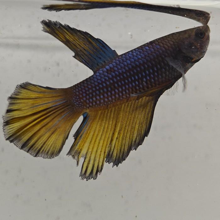 betta splendens man
