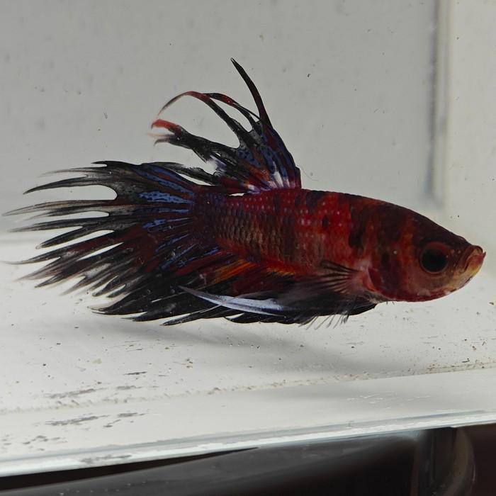 betta splendens man