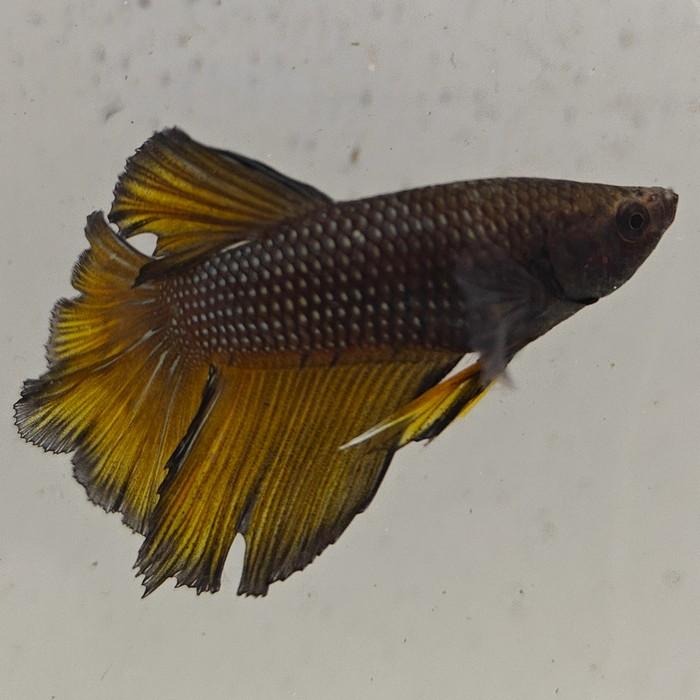 betta splendens man