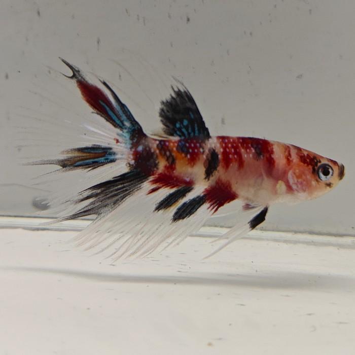betta splendens man