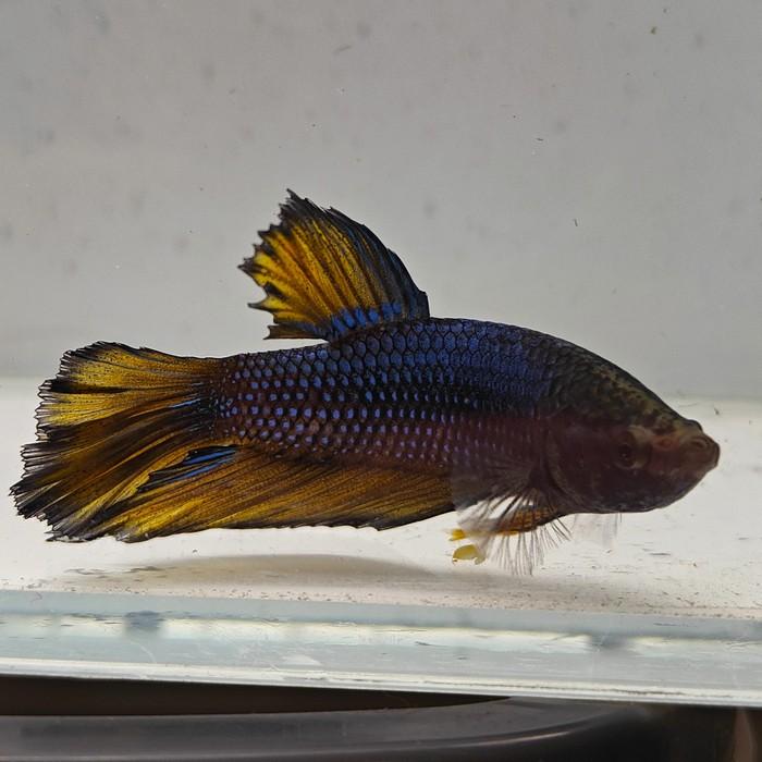 betta splendens man