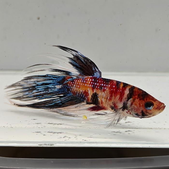 betta splendens man