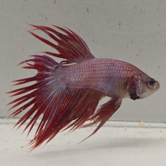 betta splendens man