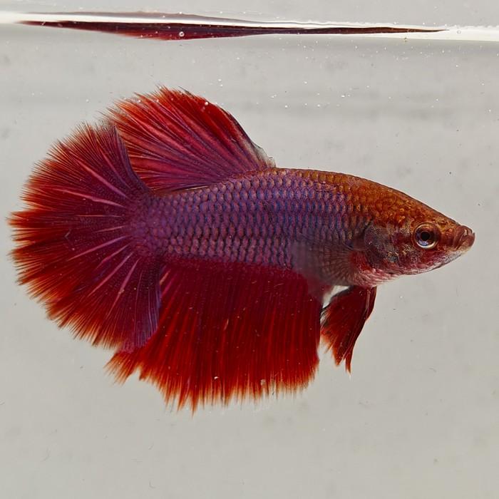 betta splendens man