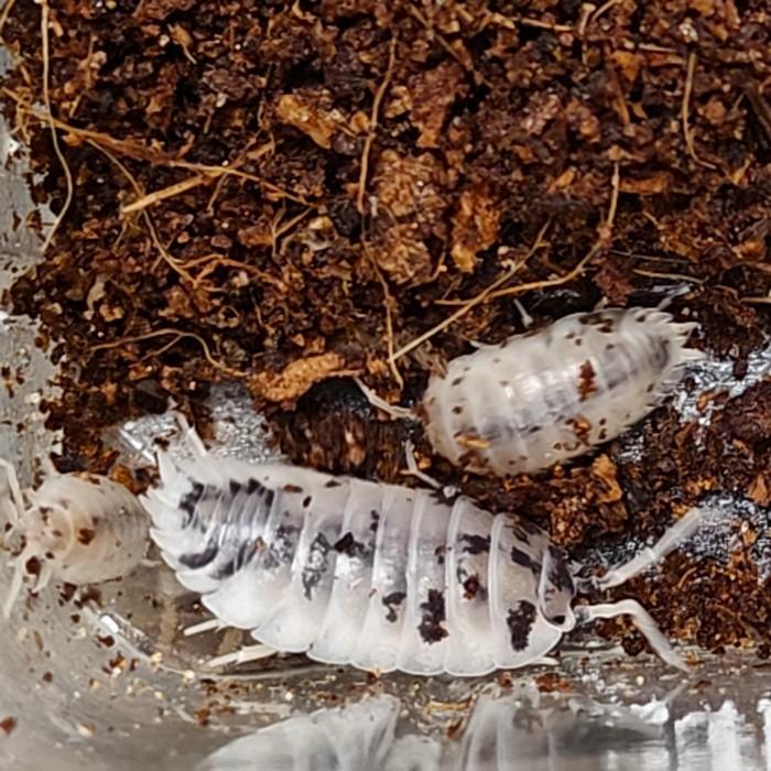 Porcellio laevis