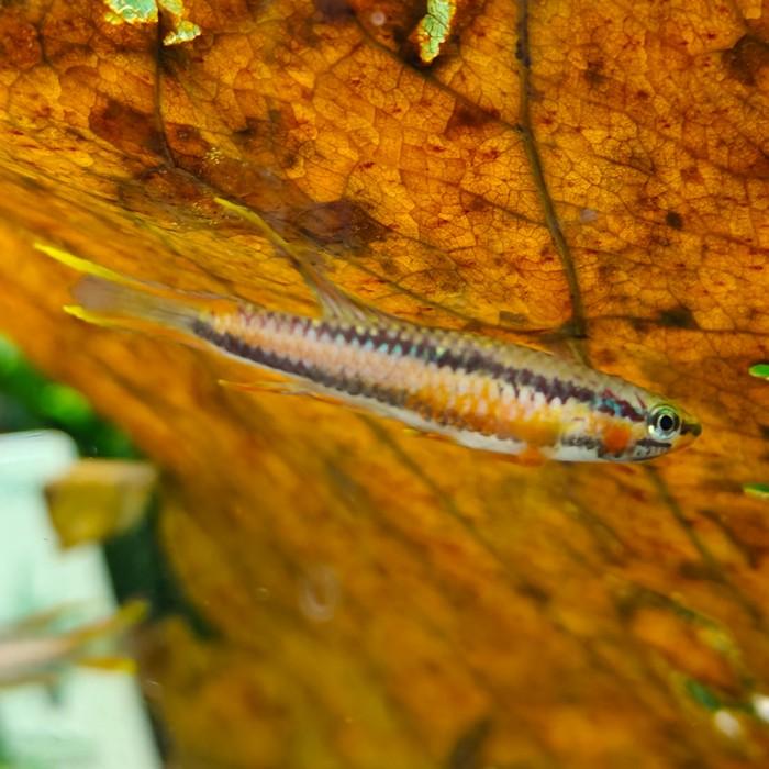 Aphyosemion Volcanum kompina
