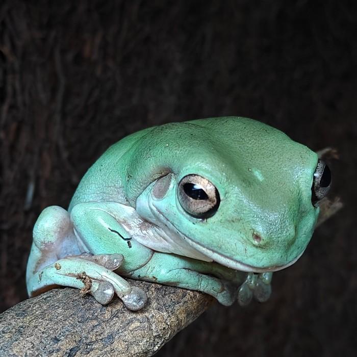 Litoria caerulea