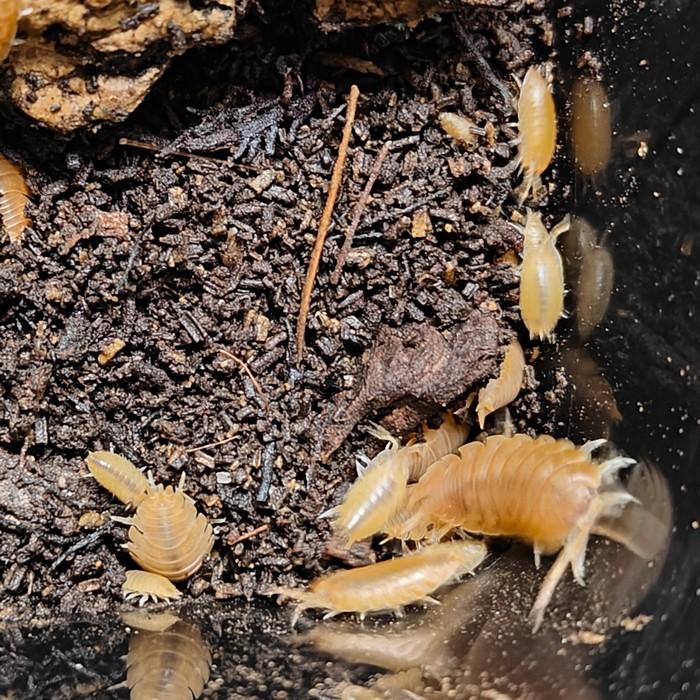 Porcellio laevis