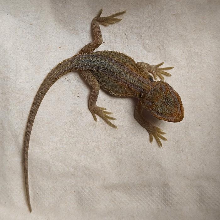 pogona viticeps