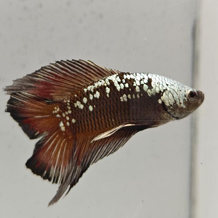 betta splendens man