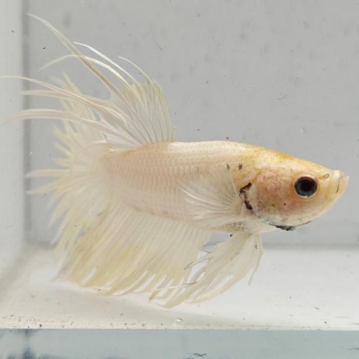 betta splendens man