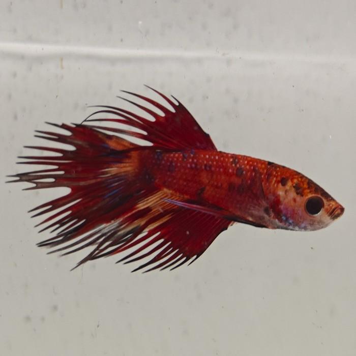 betta splendens man