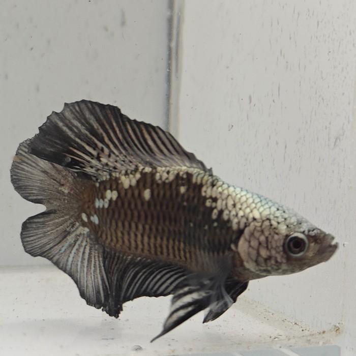 betta splendens man