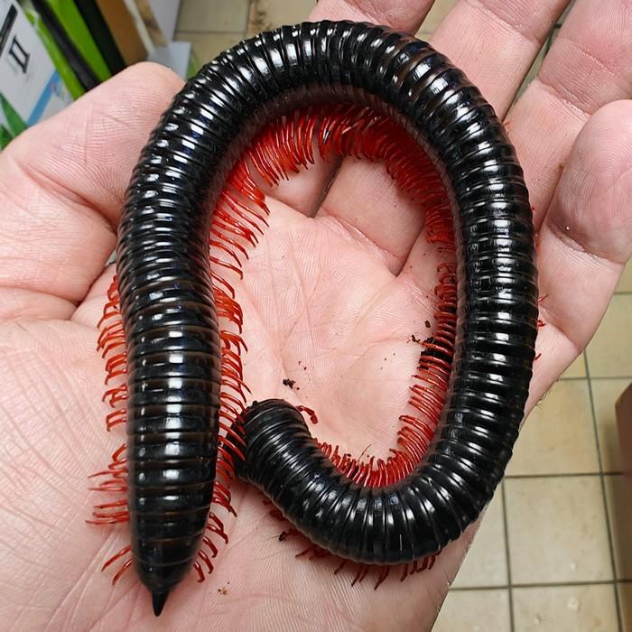Goliath Red Leg Millipedes