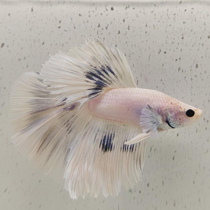 betta splendens man