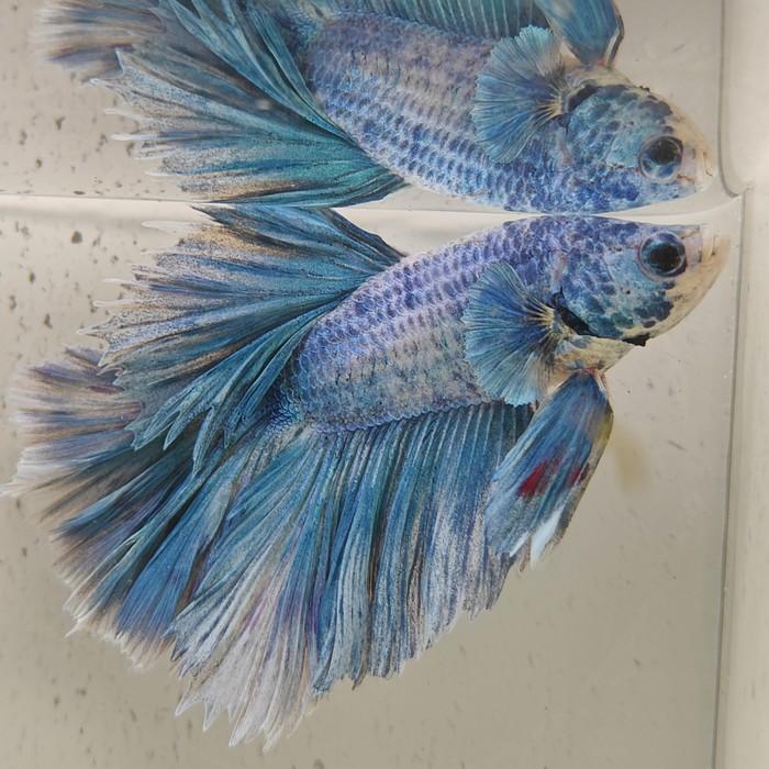 betta splendens man