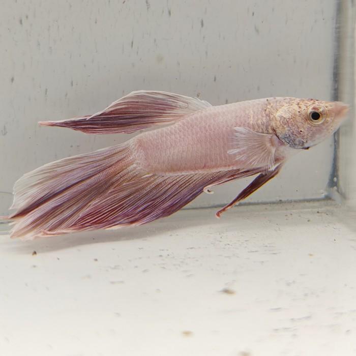 betta splendens man