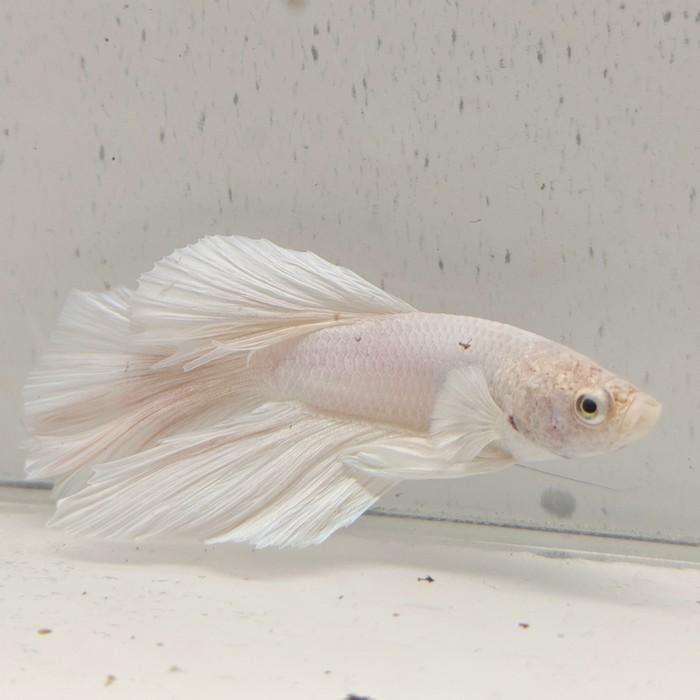 betta splendens man