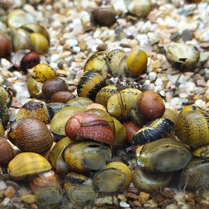 clithon species fancy mix