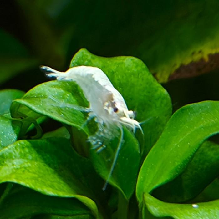 Neocaridina palmata 