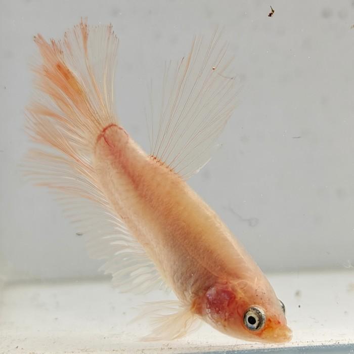 betta splendens man