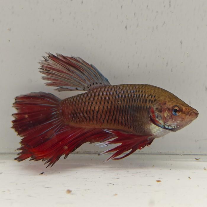 betta splendens man