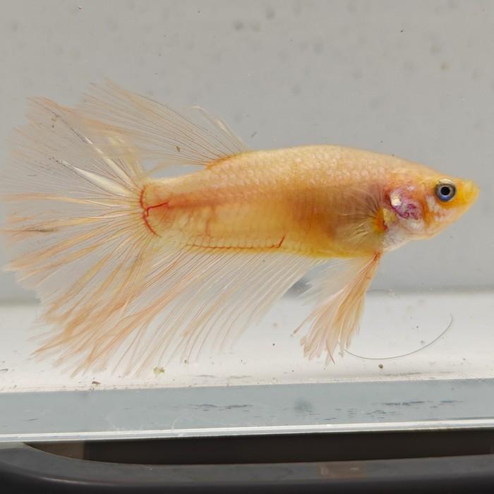 betta splendens man