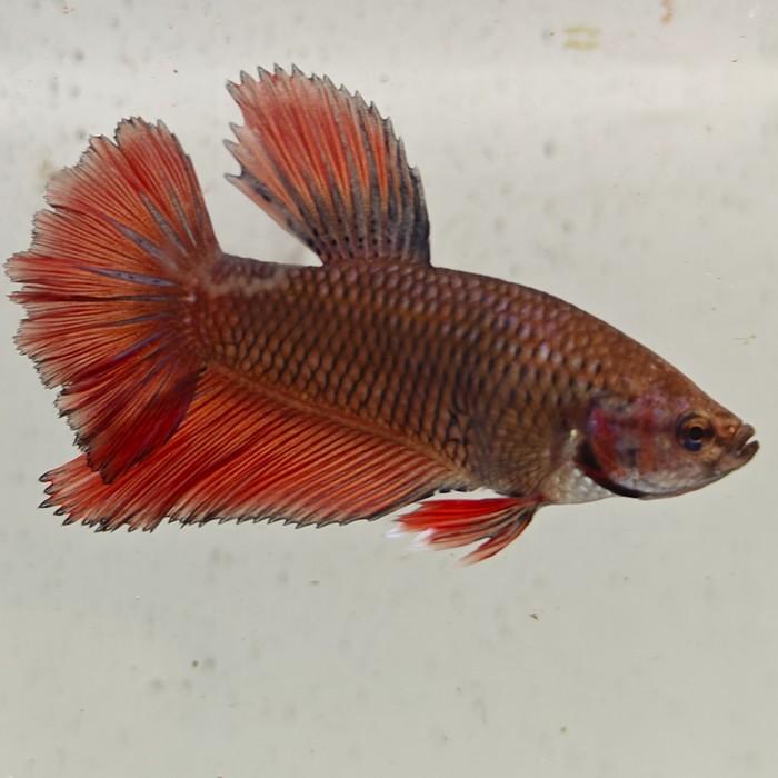 betta splendens man