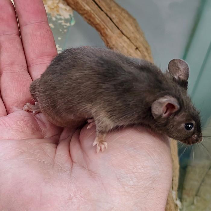 engelse muis