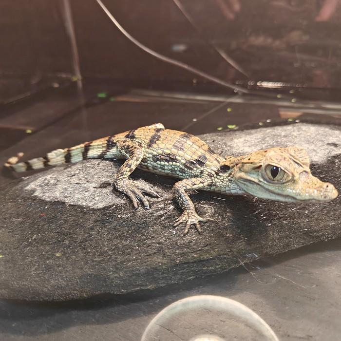 Caiman crocodilus