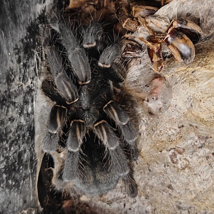 Holothele longipes 