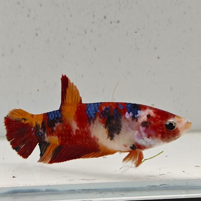 betta splendens (vrouw) giant