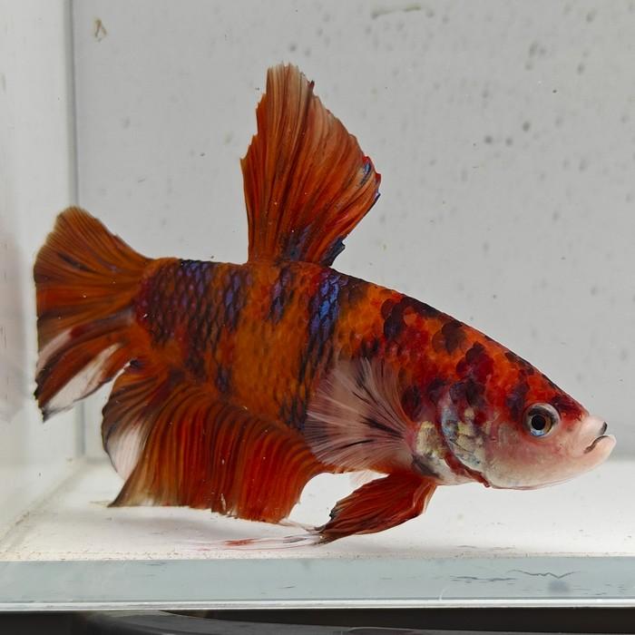 betta splendens man