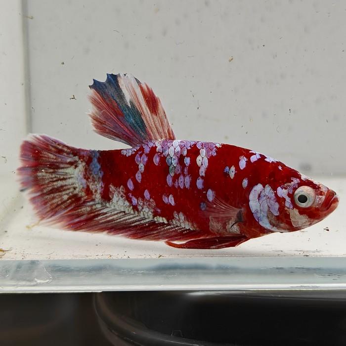 betta splendens man
