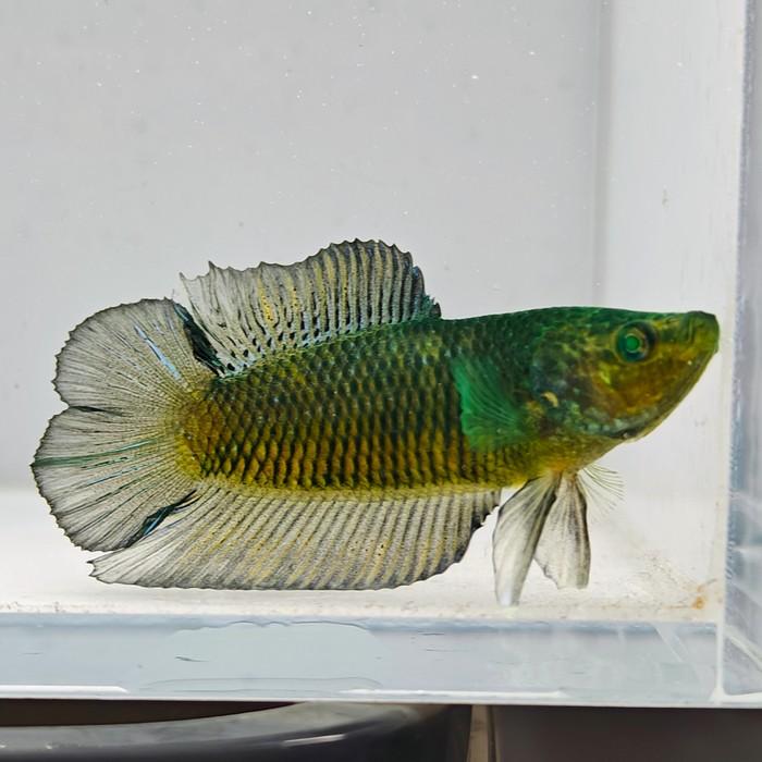 betta splendens man