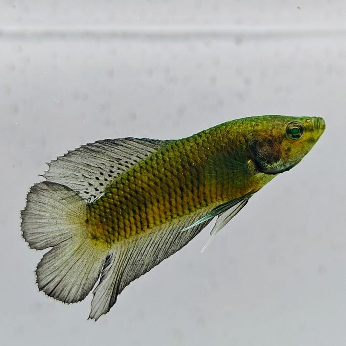 betta splendens man