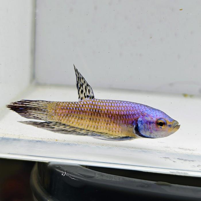 betta splendens man