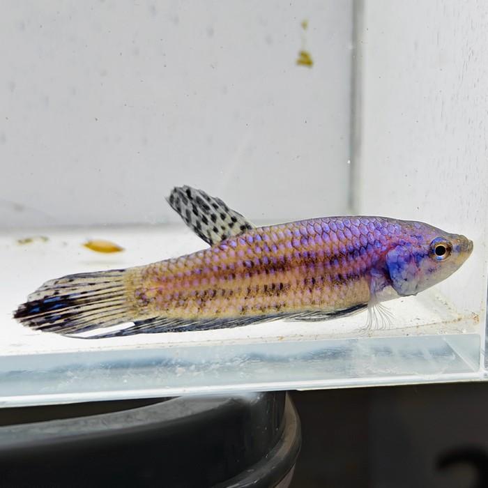 betta splendens man