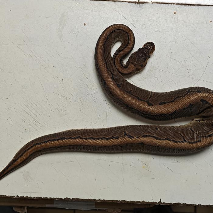 python regius