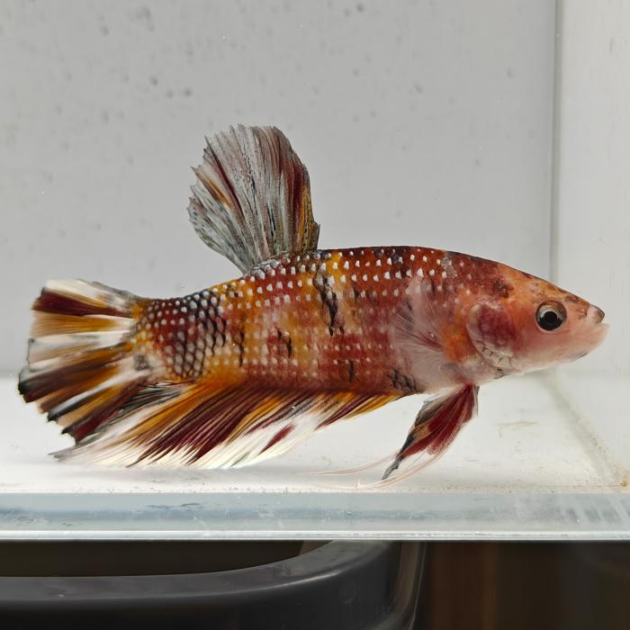 betta splendens man